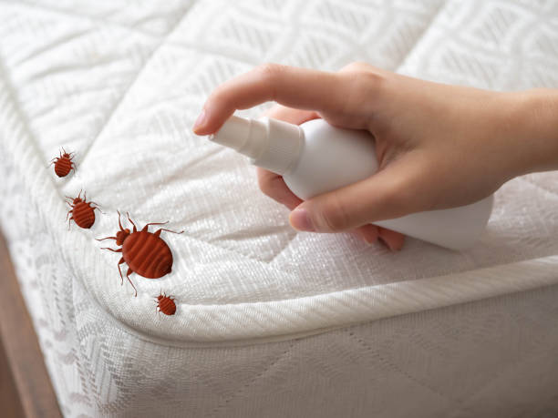 Wasp Removal Services in River Grove, IL