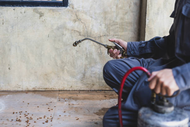 Best Local Pest Control Services  in River Grove, IL